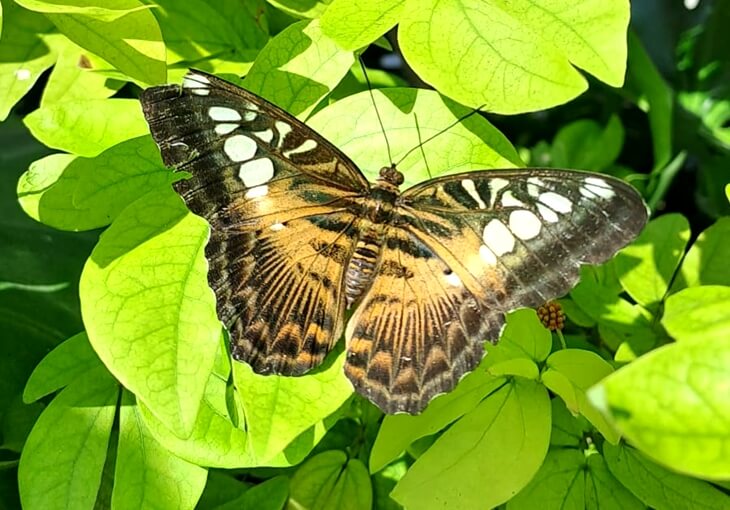 Clipper kelebek türü, Konya Tropikal Kelebek Bahçesi’nde yeşil yaprakların üzerinde görüntülendi.